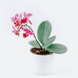 Your Product Name Full Title12