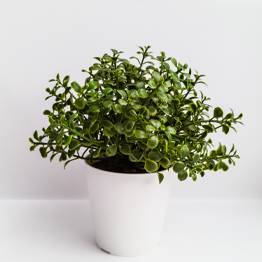 Your Product Name Full Title13