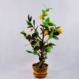 Your Product Name Full Title14